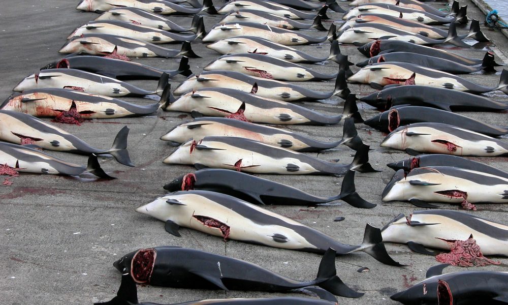 Whaling: rows of dead and dying Minke whales